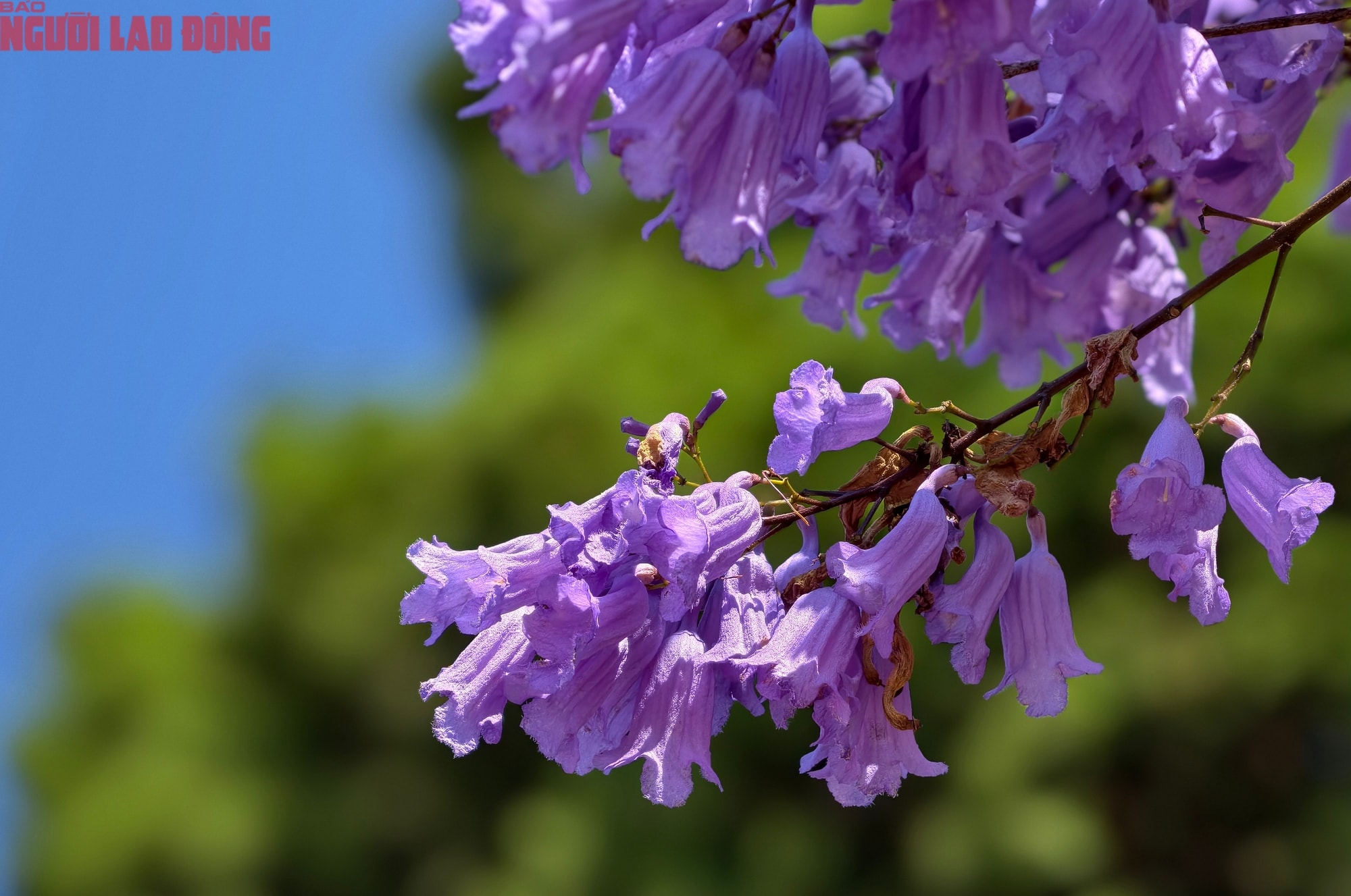 Phượng tím bung nở, Đà Lạt nên thơ hơn bất kì nơi nào khác - Ảnh 4.