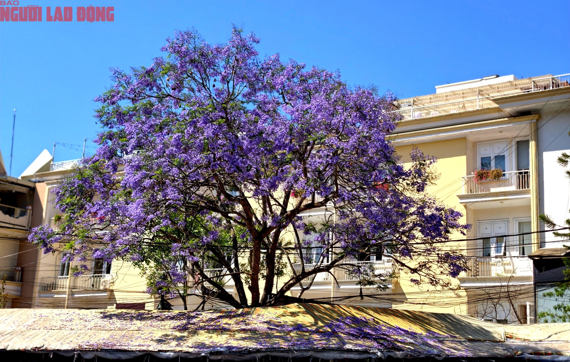 Phượng tím bung nở, Đà Lạt nên thơ hơn bất kì nơi nào khác - Ảnh 5.