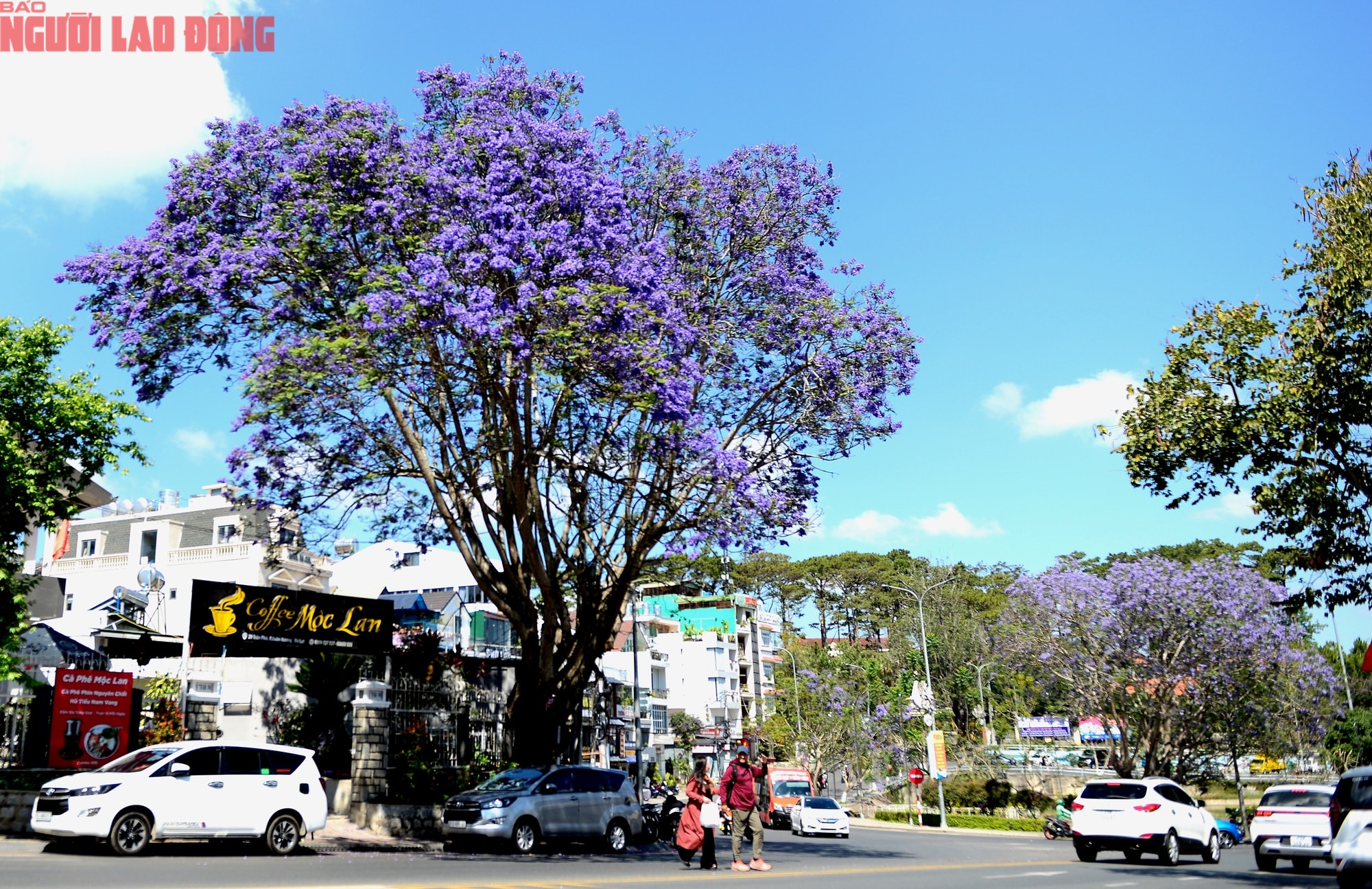Phượng tím bung nở, Đà Lạt nên thơ hơn bất kì nơi nào khác - Ảnh 6.