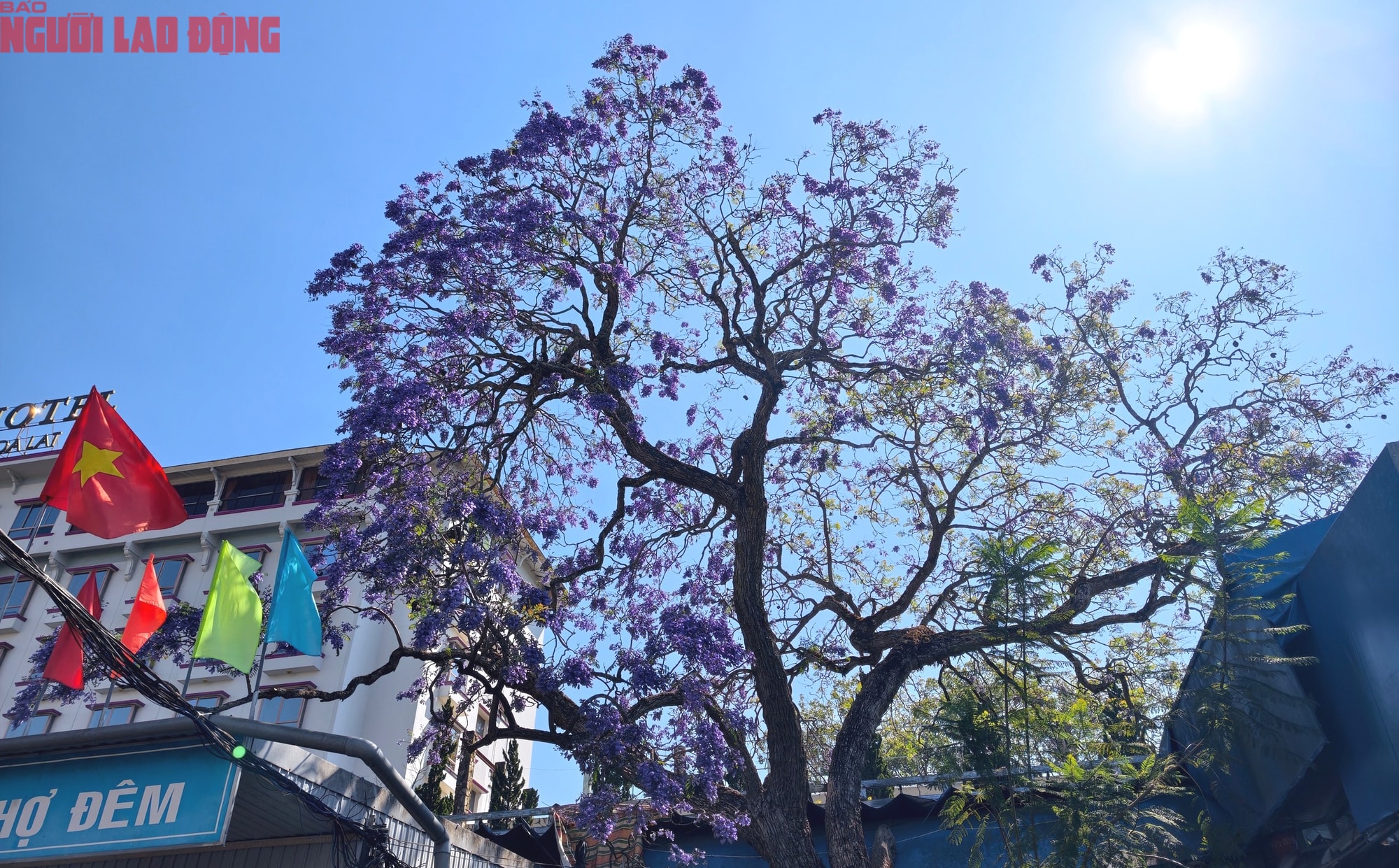 Phượng tím bung nở, Đà Lạt nên thơ hơn bất kì nơi nào khác - Ảnh 7.