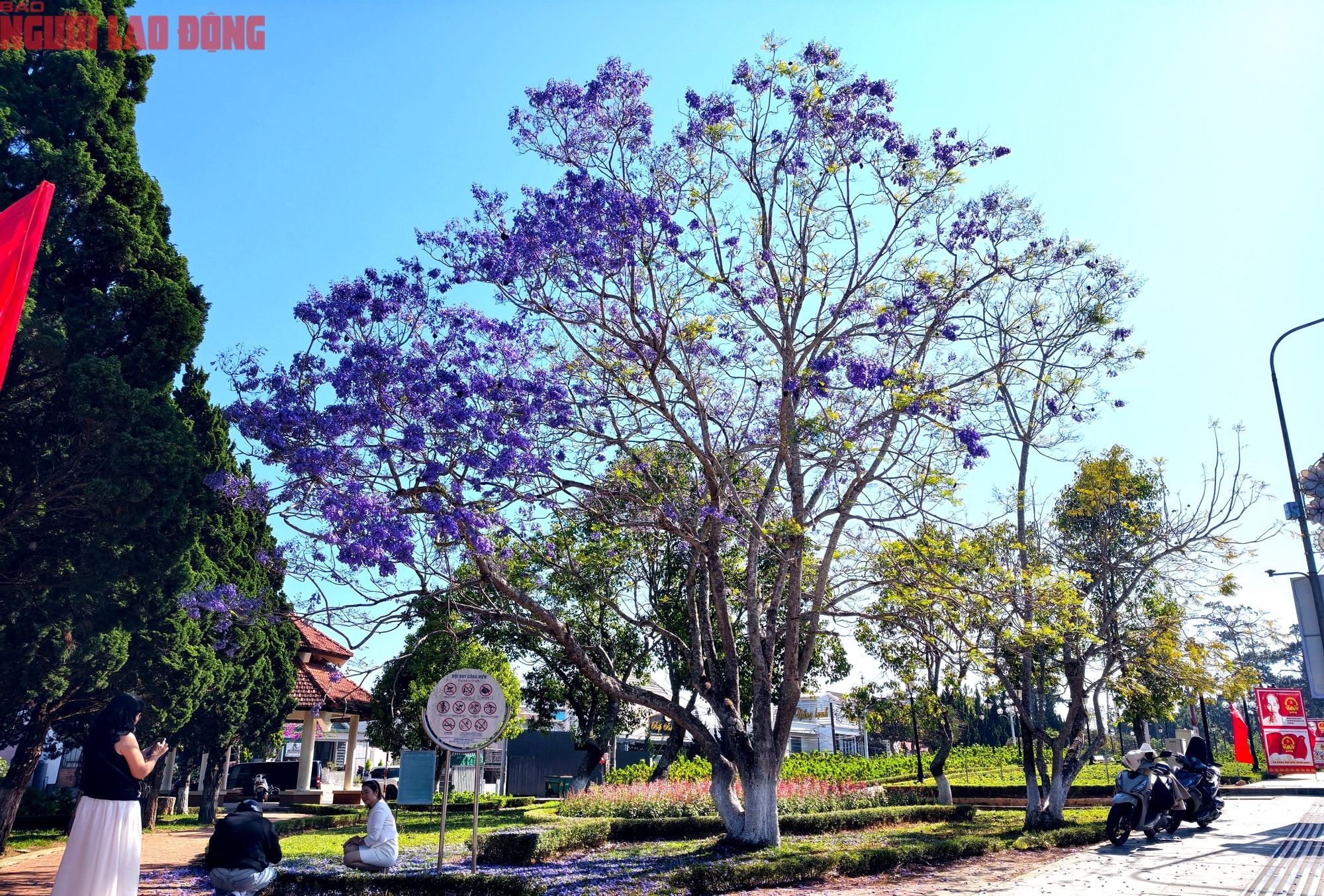 Phượng tím bung nở, Đà Lạt nên thơ hơn bất kì nơi nào khác - Ảnh 9.