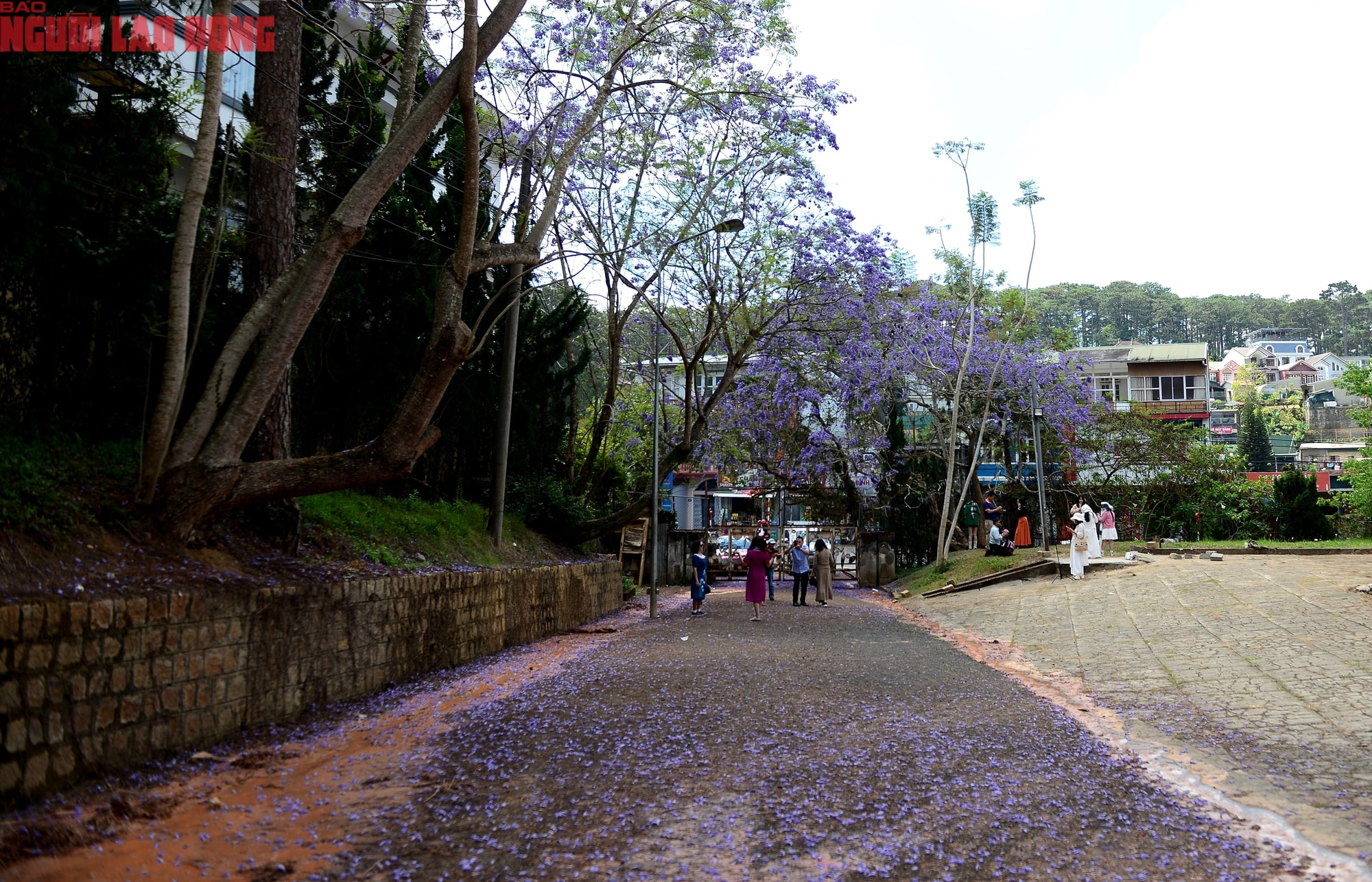 Phượng tím bung nở, Đà Lạt nên thơ hơn bất kì nơi nào khác - Ảnh 10.