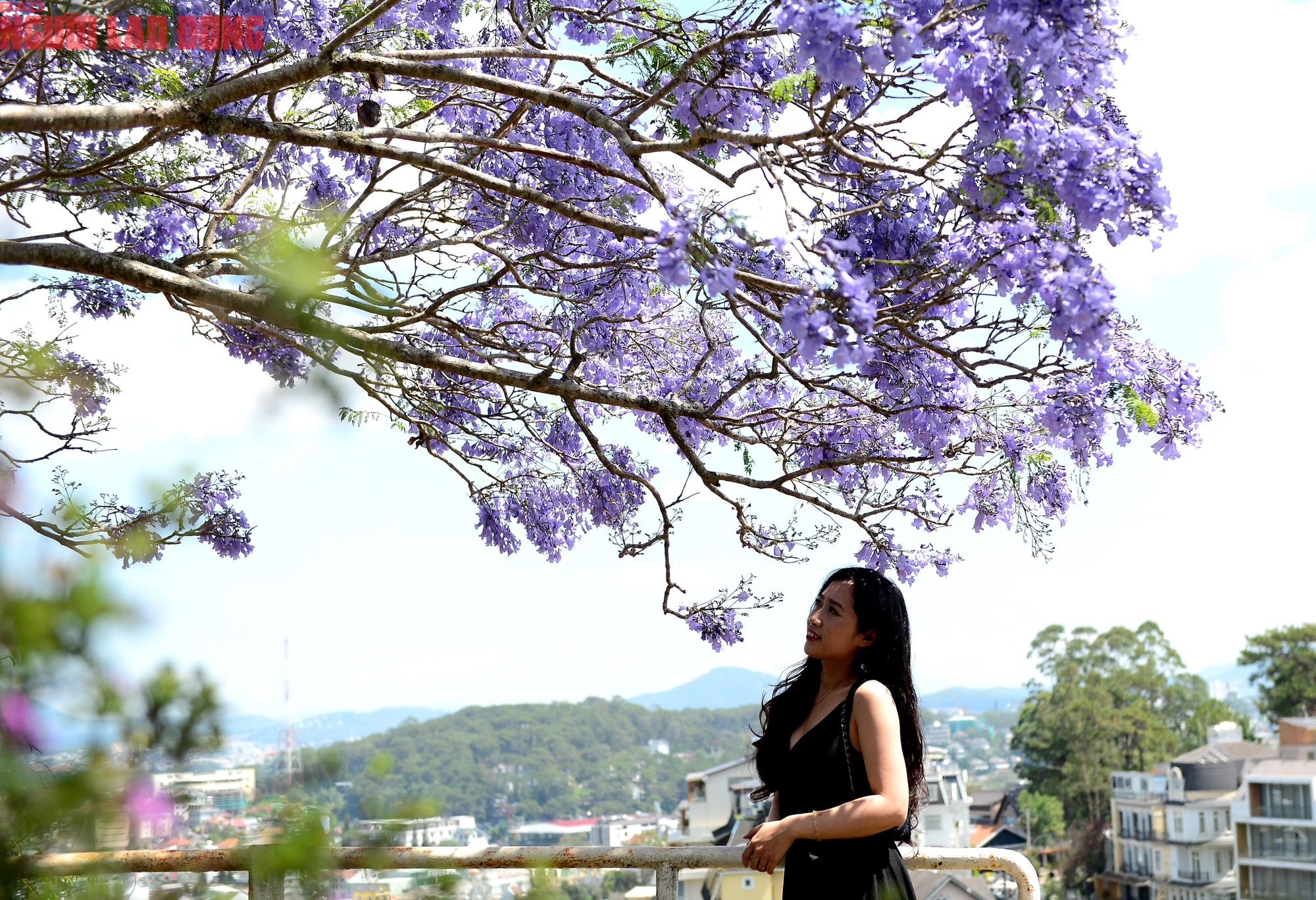 Phượng tím bung nở, Đà Lạt nên thơ hơn bất kì nơi nào khác - Ảnh 12.