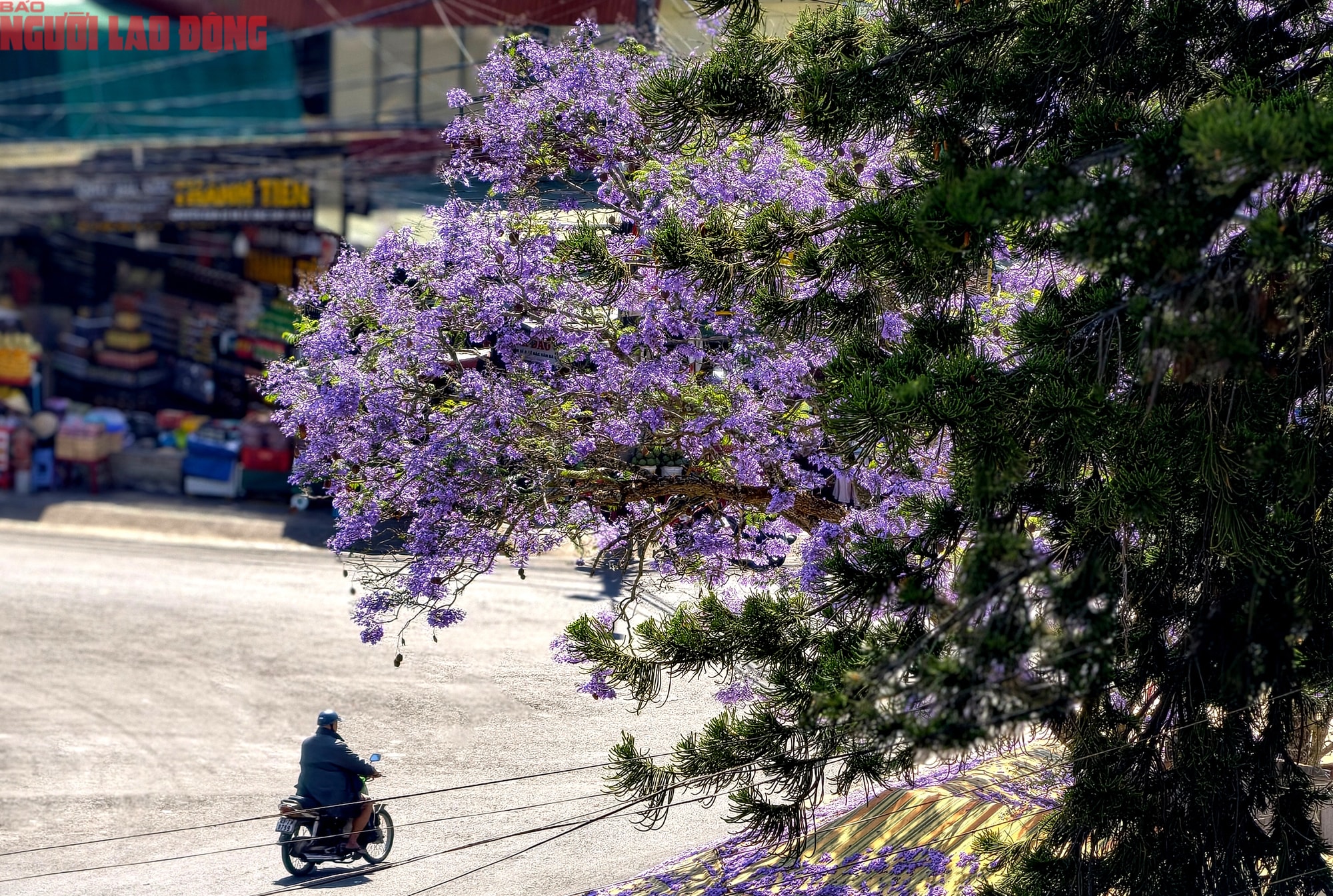 Phượng tím bung nở, Đà Lạt nên thơ hơn bất kì nơi nào khác - Ảnh 14.
