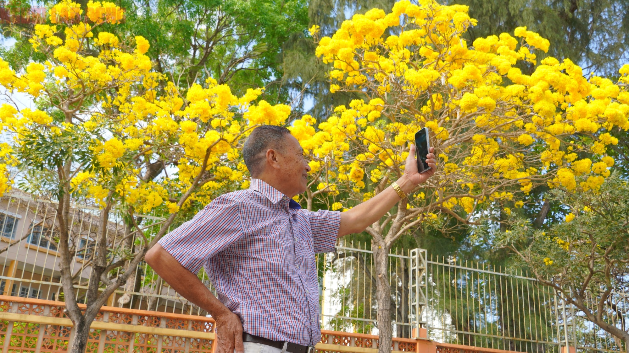 Vũng Tàu "nhuộm vàng" mùa hoa phong linh, du khách rộn ràng check-in - Ảnh 4.