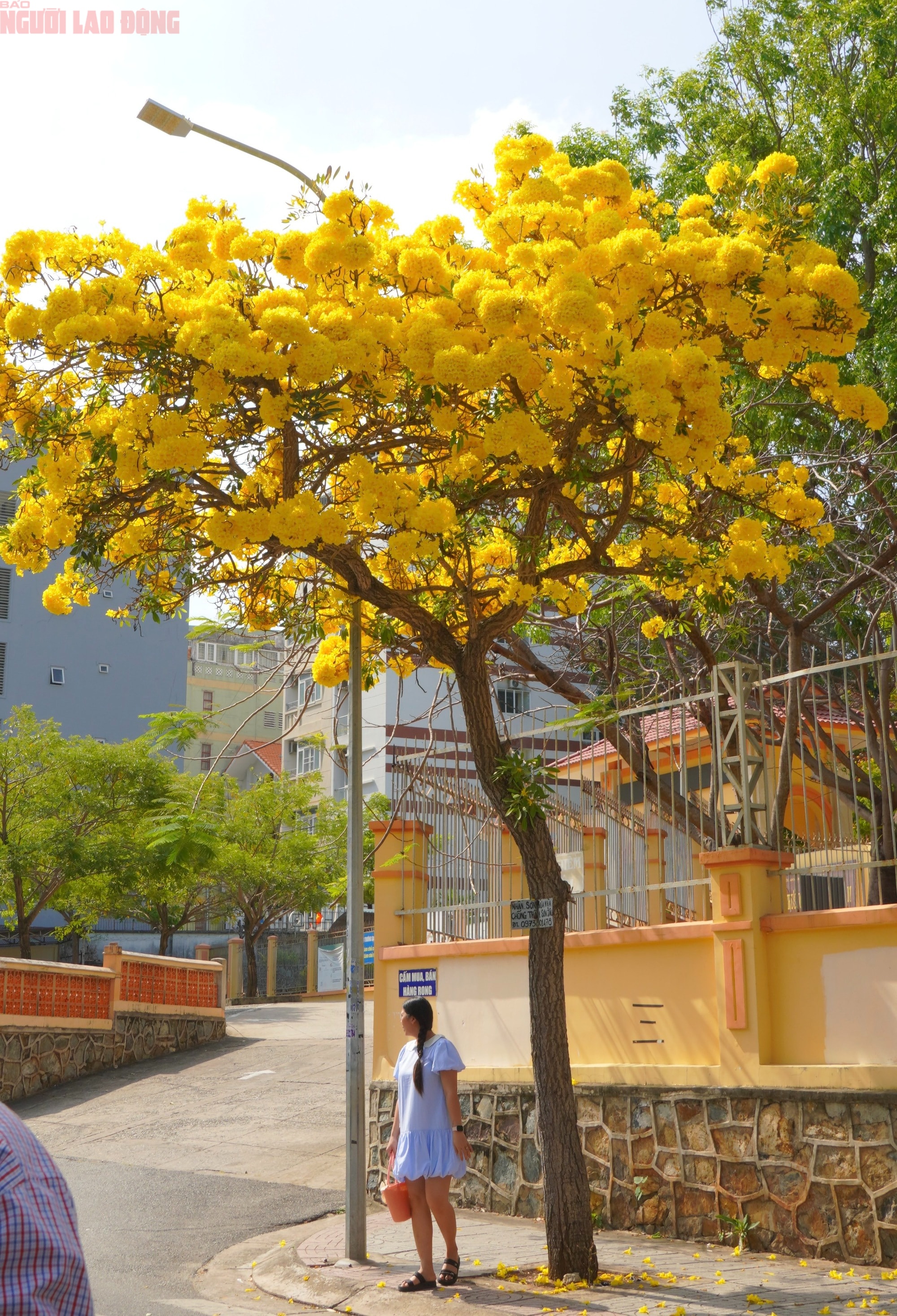 Vũng Tàu "nhuộm vàng" mùa hoa phong linh, du khách rộn ràng check-in - Ảnh 8.