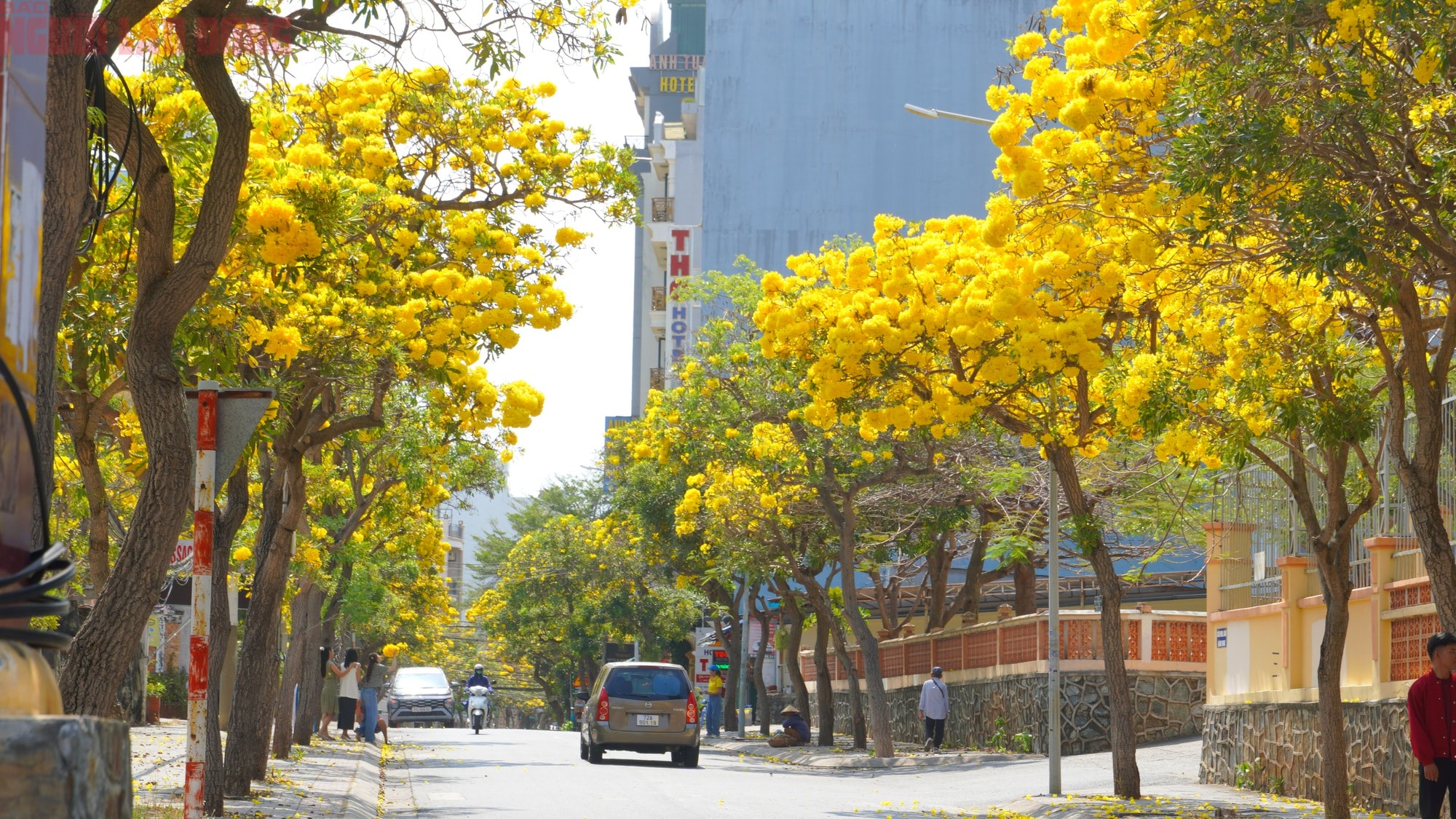 Vũng Tàu "nhuộm vàng" mùa hoa phong linh, du khách rộn ràng check-in - Ảnh 9.