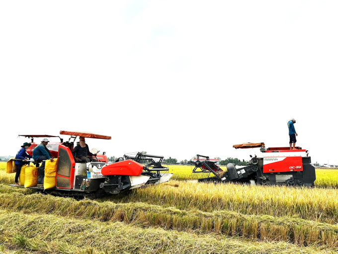 Ruộng lúa của HTX Tiến Thuận (Cần Thơ), một trong những cơ sở được Agribank hỗ trợ vốn để chuyển đổi theo mô hình trồng lúa phát thải thấp. Ảnh: Agribank