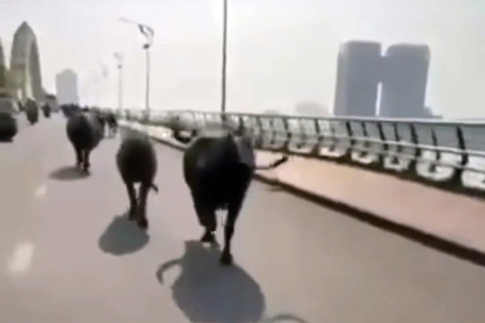 Đàn trâu chạy qua Cầu Rồng. Ảnh: Cắt từ clip