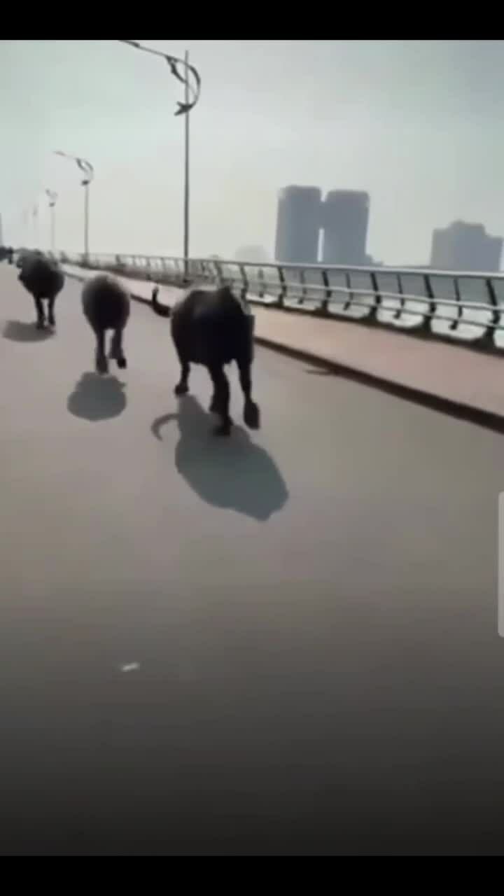 Đàn trâu 8 con chạy qua cầu Rồng, gây náo loạn đường phố Đà Nẵng