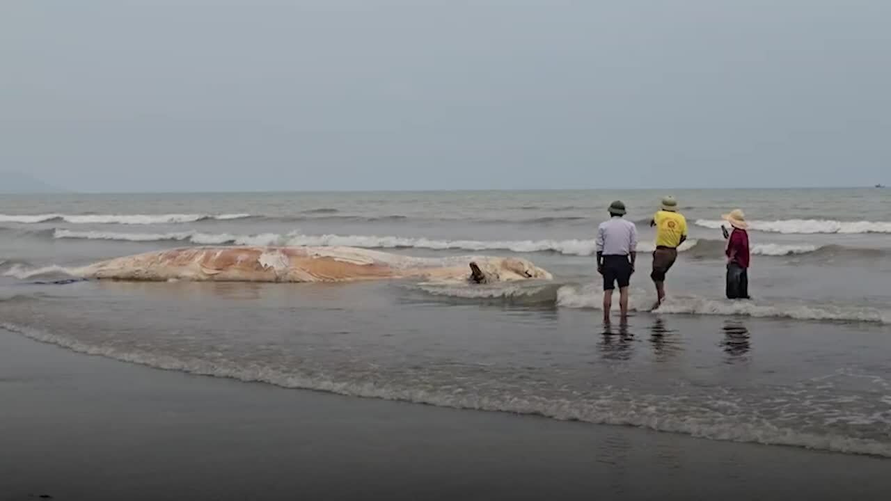 Xác cá voi dạt bờ biển Nghệ An