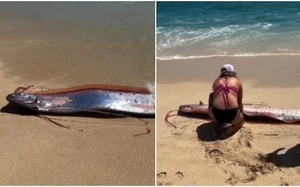 Việt Nam sở hữu loại cá "tốt nhất thế giới", giá bình dân, ngoài chợ bán đầy - Ảnh 6.