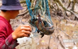 Việt Nam sở hữu loại cá "tốt nhất thế giới", giá bình dân, ngoài chợ bán đầy - Ảnh 7.