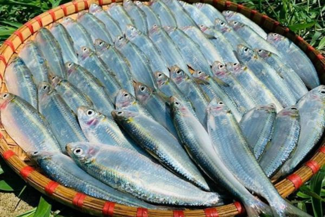 Việt Nam sở hữu loại cá "tốt nhất thế giới", giá bình dân, ngoài chợ bán đầy - Ảnh 1.