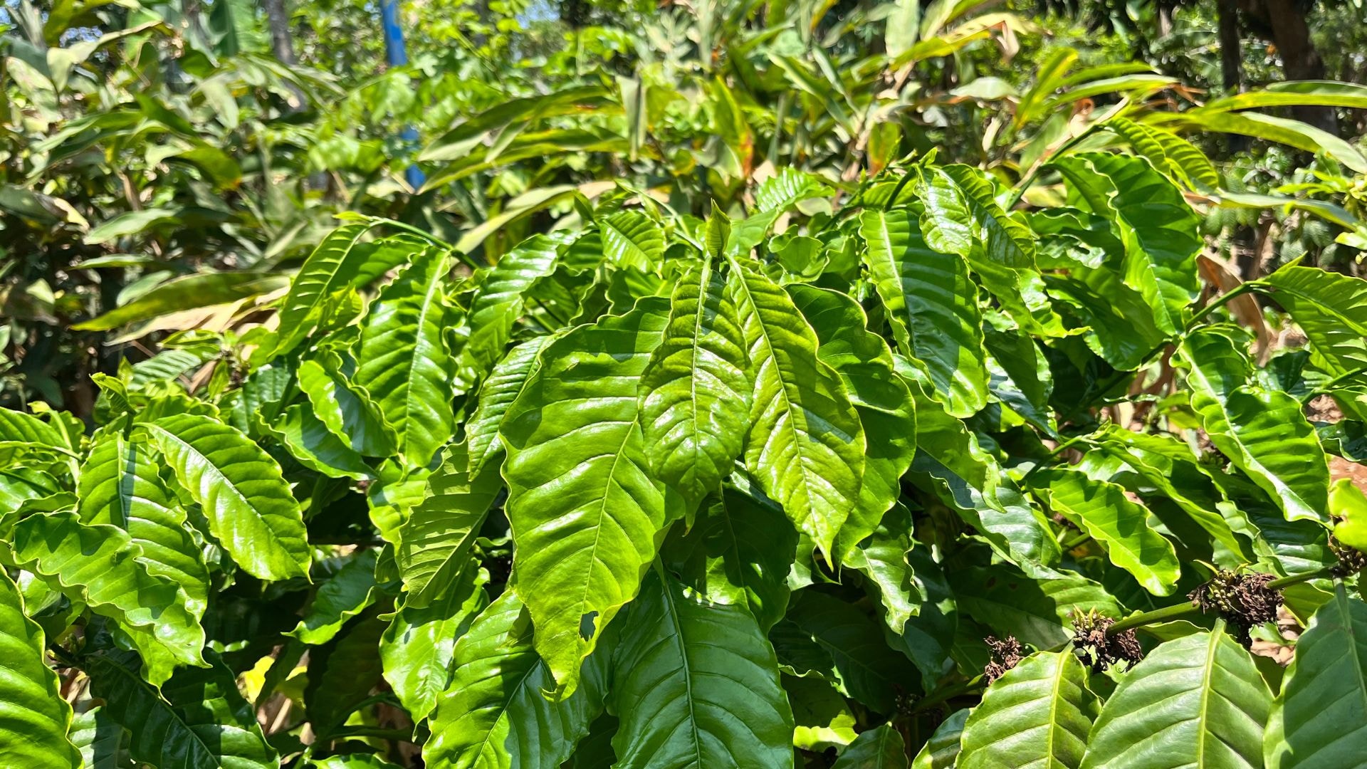 Cà phê rang củi - hương vị mộc mạc từ buôn làng - Ảnh 1.