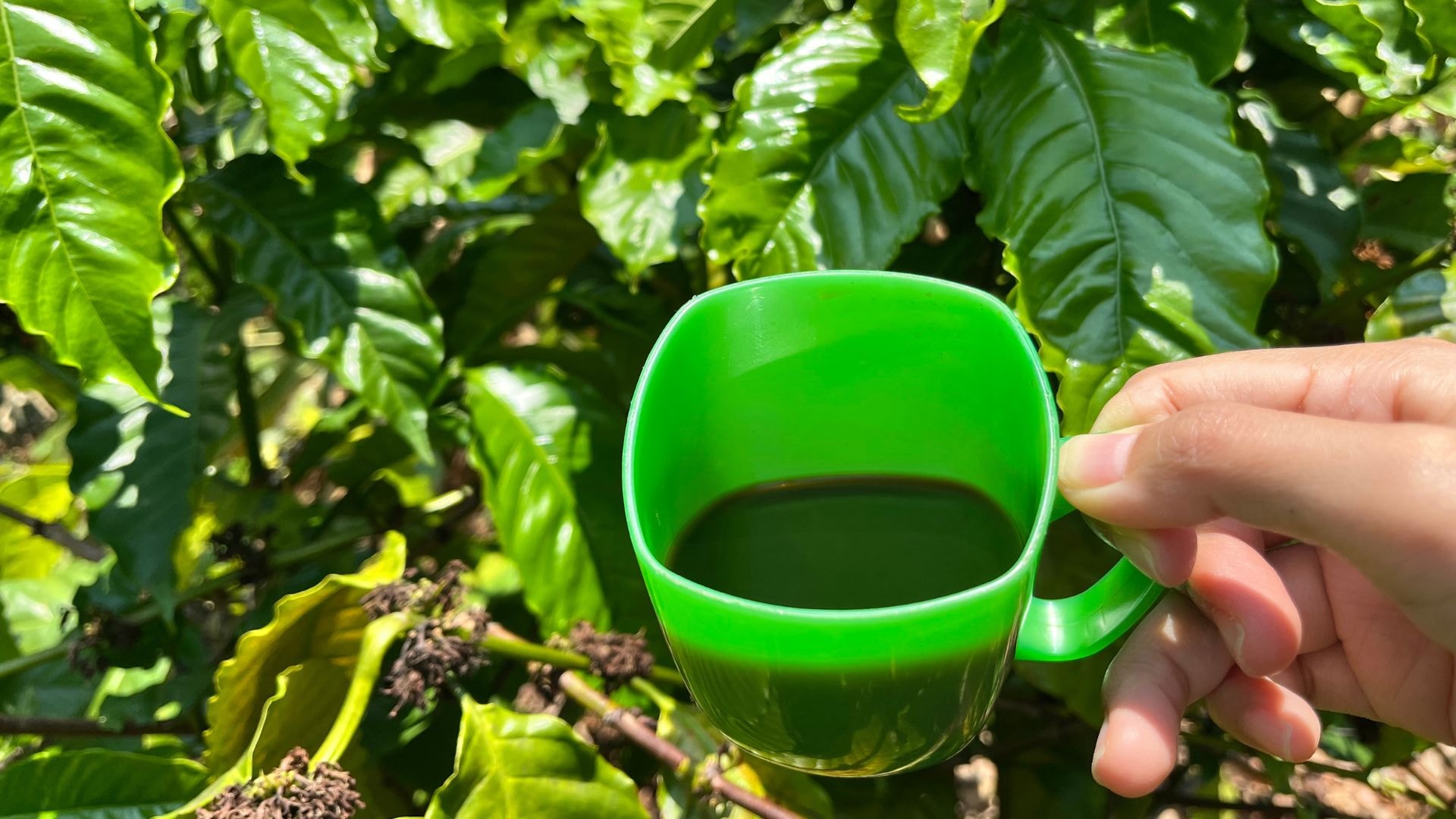 Cà phê rang củi - hương vị mộc mạc từ buôn làng - Ảnh 4.