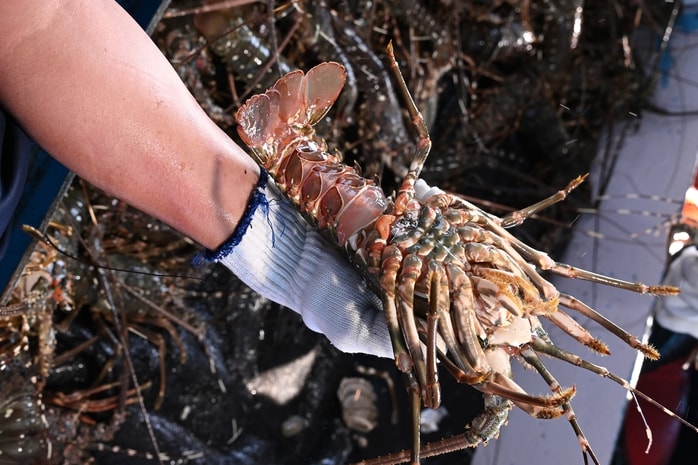 Trung Quốc mạnh tay chi tiền mua tôm hùm Việt, xuất khẩu tăng đột biến - Ảnh 1. Trung Quốc mạnh tay chi tiền mua tôm hùm Việt, xuất khẩu tăng đột biến - Ảnh 1.