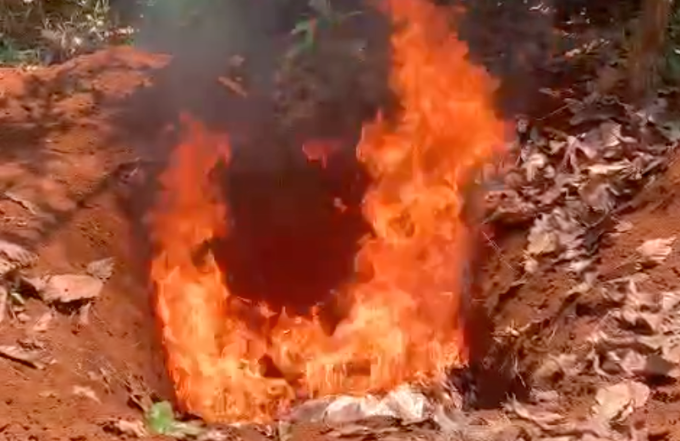 Cơ quan chức năng tiêu hủy 11 con chó để phòng dịch. Ảnh: Ngọc Oanh