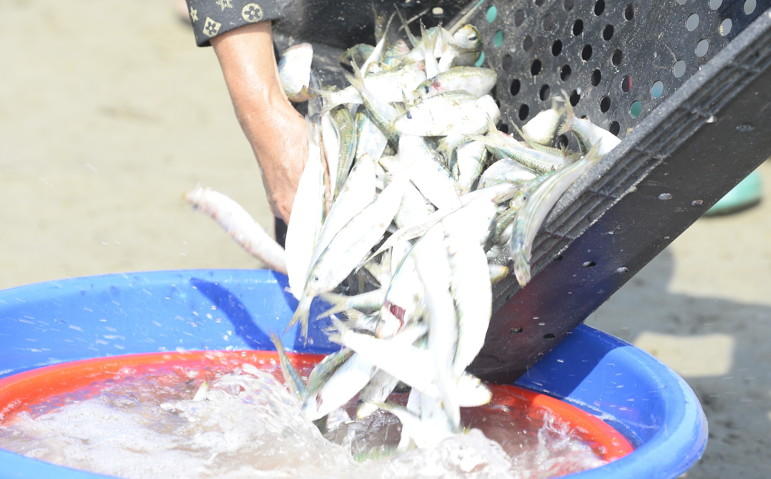 Ngư dân Thanh Hóa kiếm tiền triệu mỗi ngày mùa cá trích - Ảnh 8.