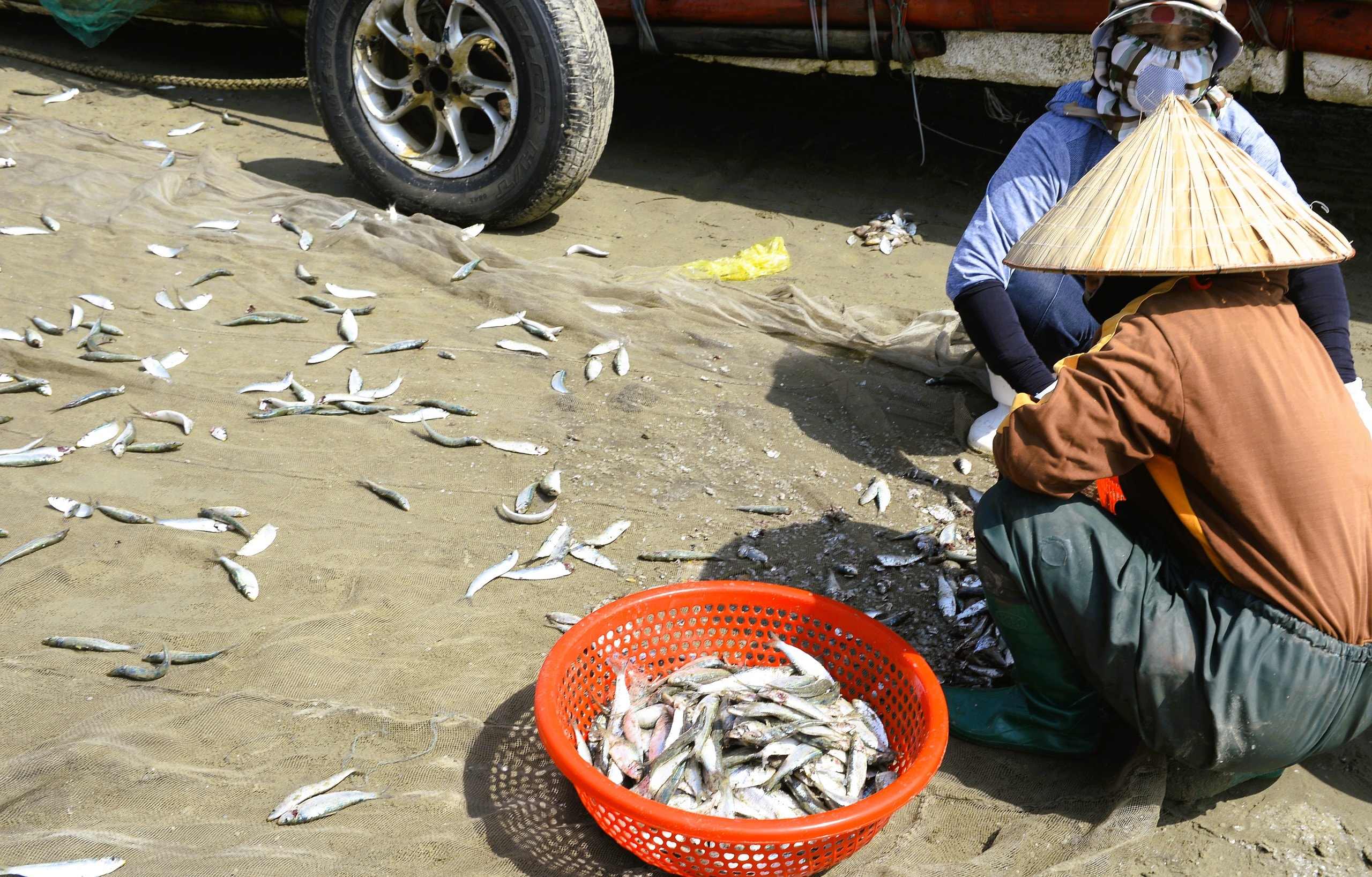 Ngư dân Thanh Hóa kiếm tiền triệu mỗi ngày mùa cá trích - Ảnh 5.