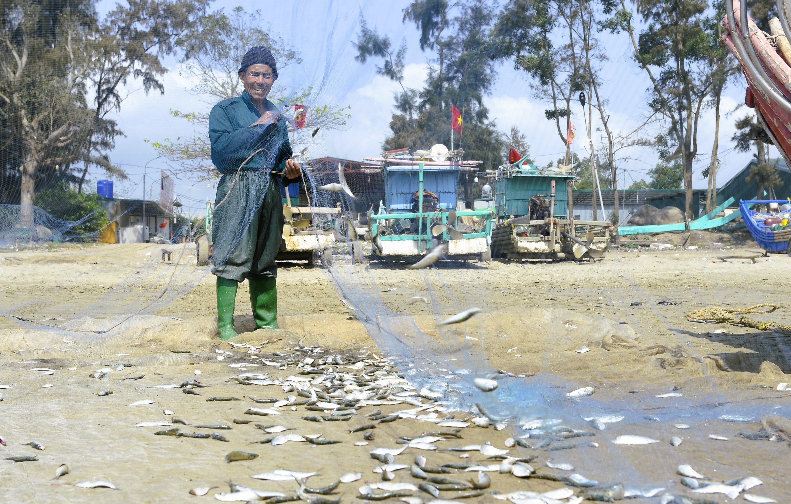 Ngư dân Thanh Hóa kiếm tiền triệu mỗi ngày mùa cá trích - Ảnh 4.