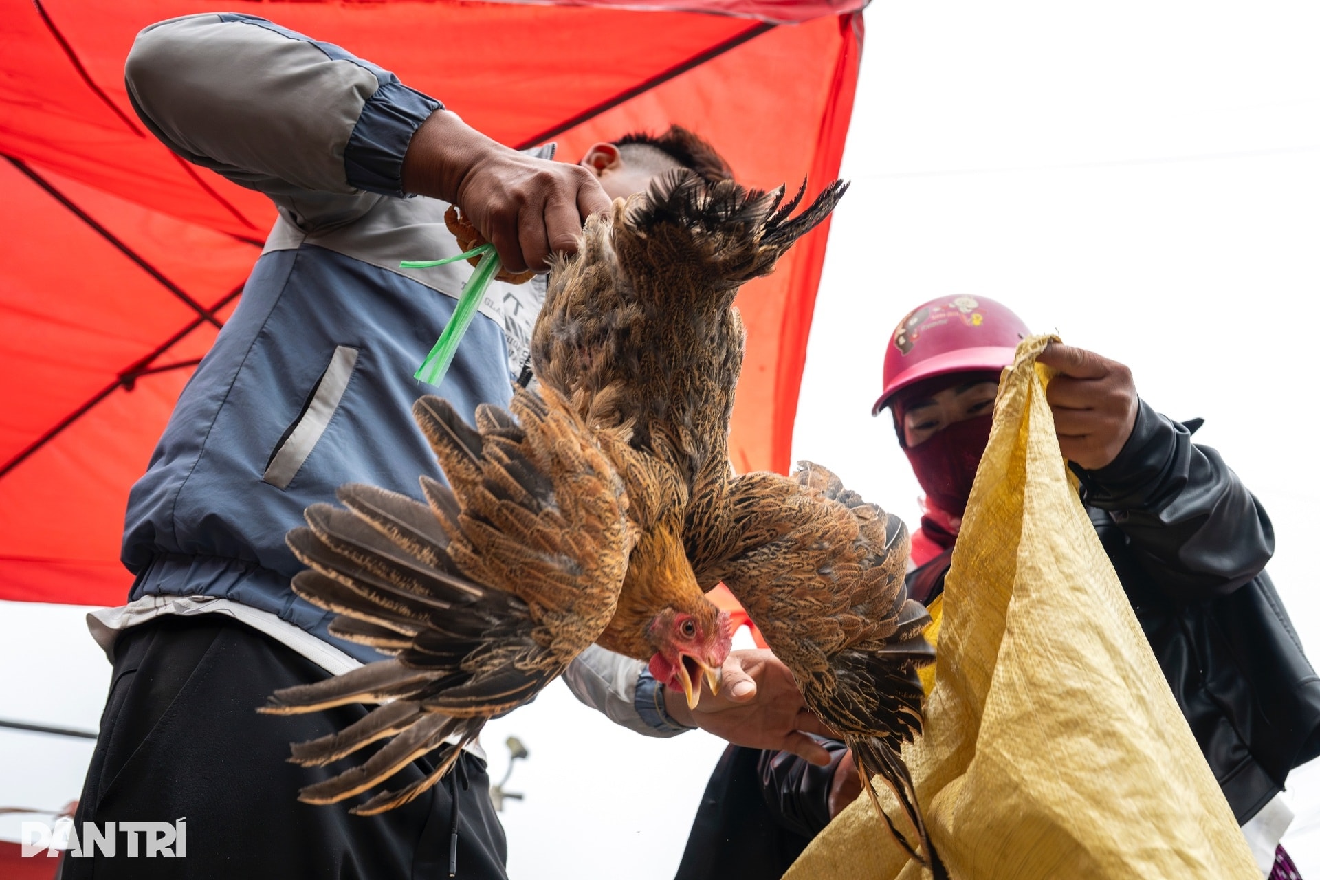 Chợ phiên ở độ cao 2.000m nhộn nhịp tiếng gà, tiếng lợn giữa núi rừng - 13
