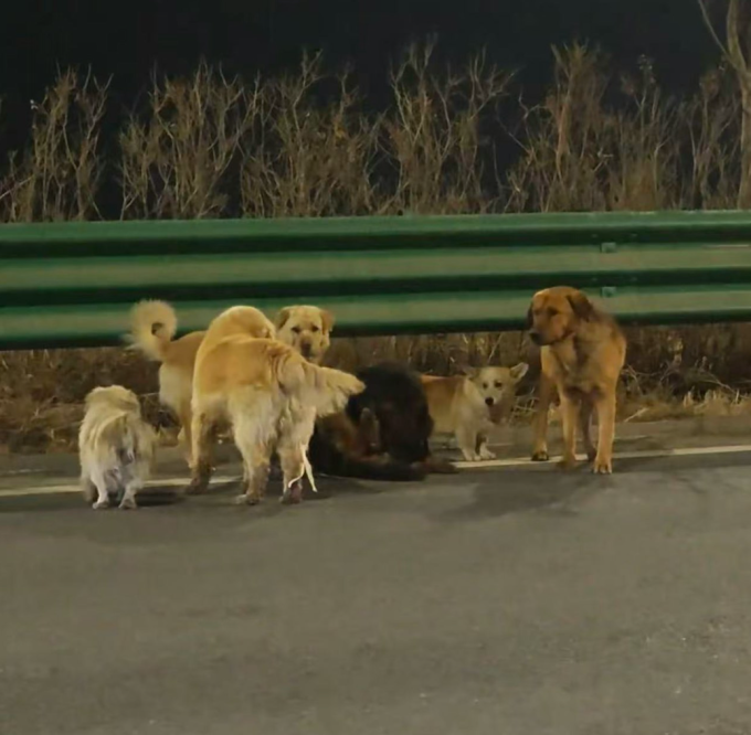 Chú chó chăn cừu Đức bị thương ở chân và được những con chó khác tự động bảo vệ. Ảnh: Douyin