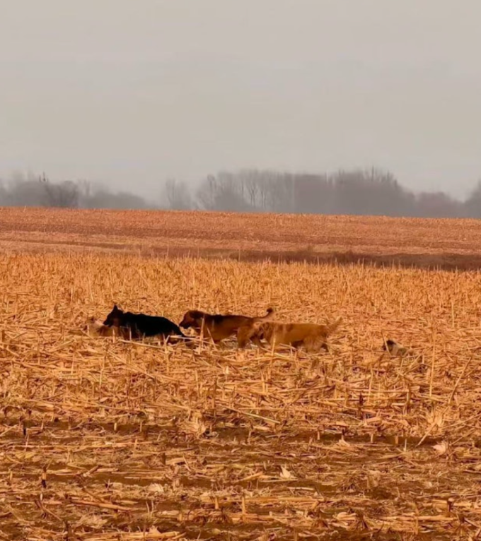 Hình ảnh nhóm 7 chú chó được người dân phát hiện trên một cánh đồng cách huyện Song Dương gần 18 km. Ảnh: Douyin