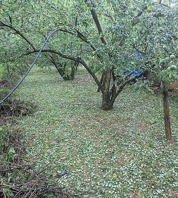 Vườn mận bị rụng quả sau trận mưa đá chiều 223.