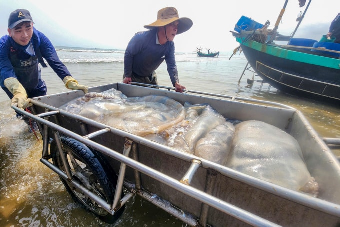 Ngư dân vận chuyển sứa bằng xe đẩy đưa vào bờ nhập cho thương lái. Ảnh: Đức Hùng
