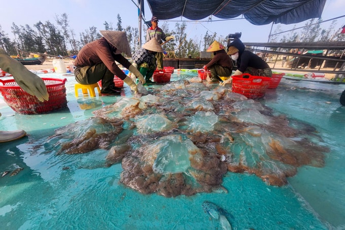 Nhiều cơ sở thu mua hải sản huy động nhân công tập trung sơ chế sứa ngay tại bờ biển. Ảnh: Đức Hùng