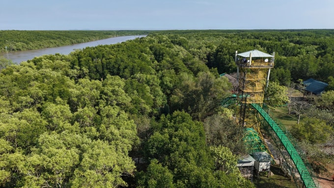 Các loài cây như đước, mắm, bần phát triển trên nền bùn mềm và môi trường nước lợ. Ảnh: Thanh Tùng