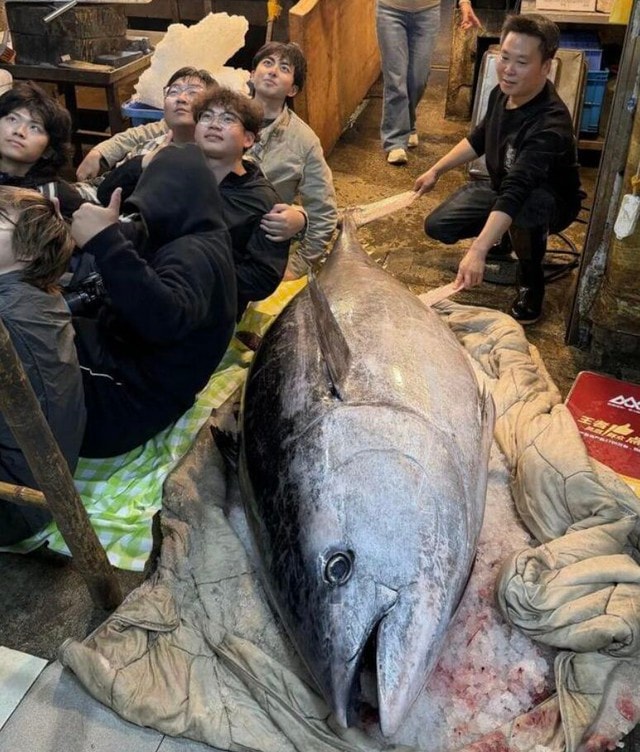 Ngư dân bắt được con cá ngừ khổng lồ dài 2,37 mét, nặng 280kg - Ảnh 2.