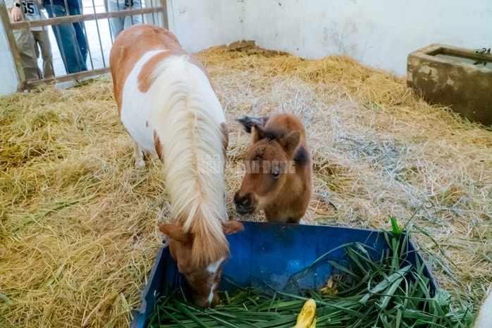 VIDEO: Lộ diện bé ngựa lùn Cacao trong dịp sinh nhật Thảo Cẩm Viên 162 tuổi - Ảnh 8.