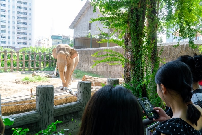 VIDEO: Lộ diện bé ngựa lùn Cacao trong dịp sinh nhật Thảo Cẩm Viên 162 tuổi - Ảnh 18.