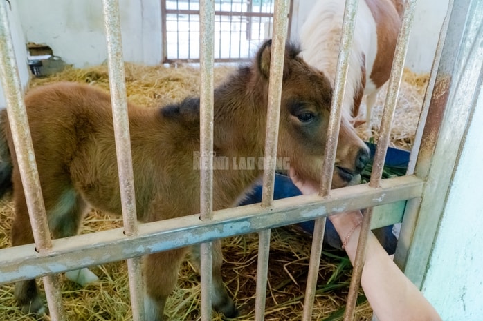 VIDEO: Lộ diện bé ngựa lùn Cacao trong dịp sinh nhật Thảo Cẩm Viên 162 tuổi - Ảnh 1.