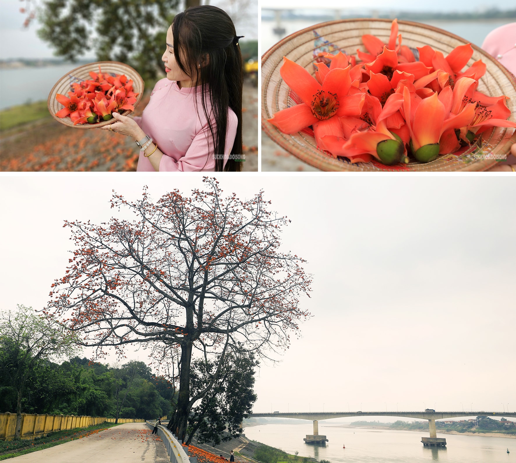 Sắc đỏ hoa gạo nhuộm thắm triền sông- Ảnh 2.