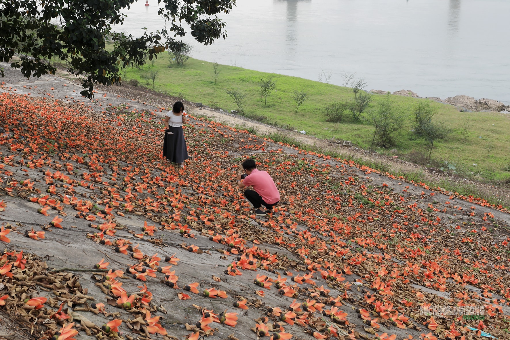 Sắc đỏ hoa gạo nhuộm thắm triền sông- Ảnh 5.