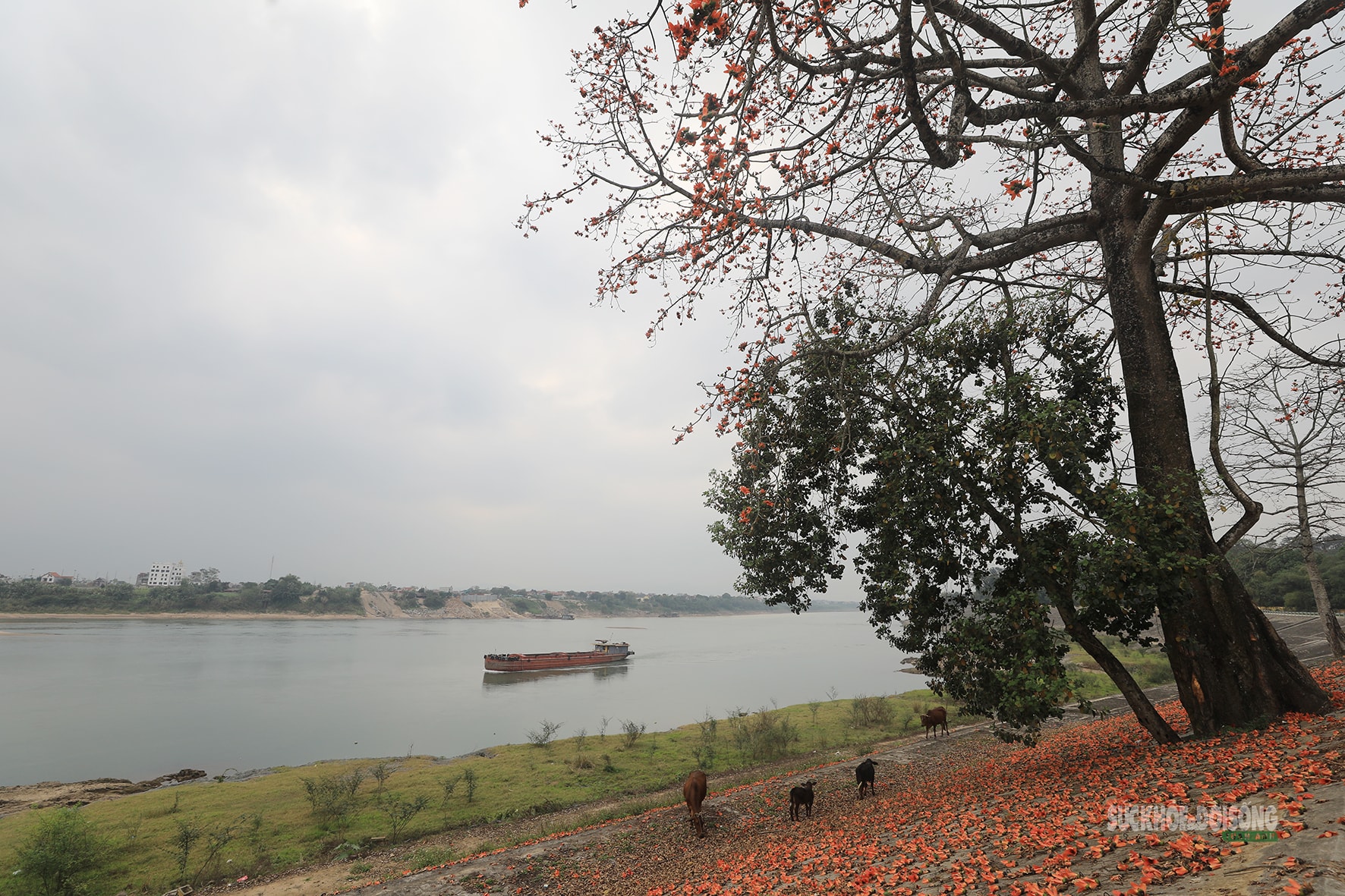 Sắc đỏ hoa gạo nhuộm thắm triền sông- Ảnh 1.