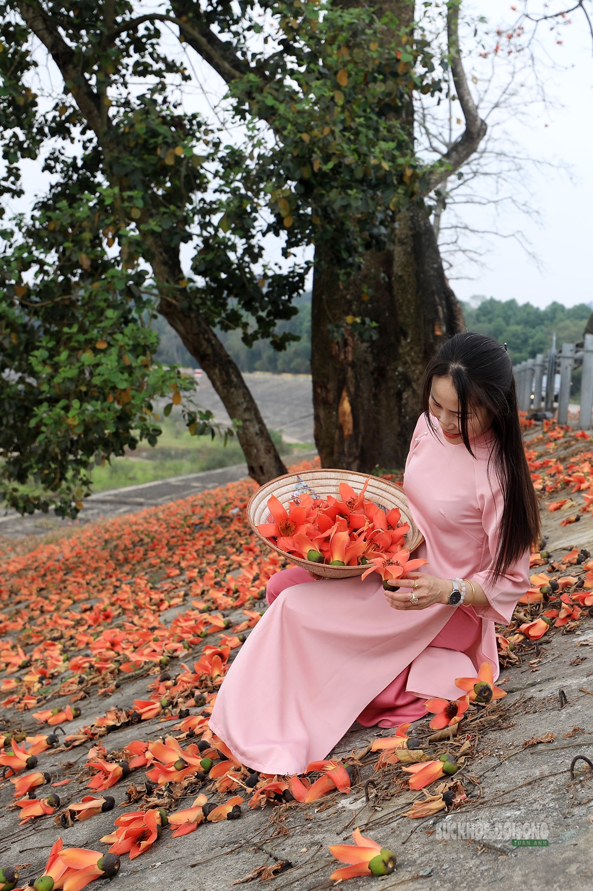 Sắc đỏ hoa gạo nhuộm thắm triền sông- Ảnh 4.