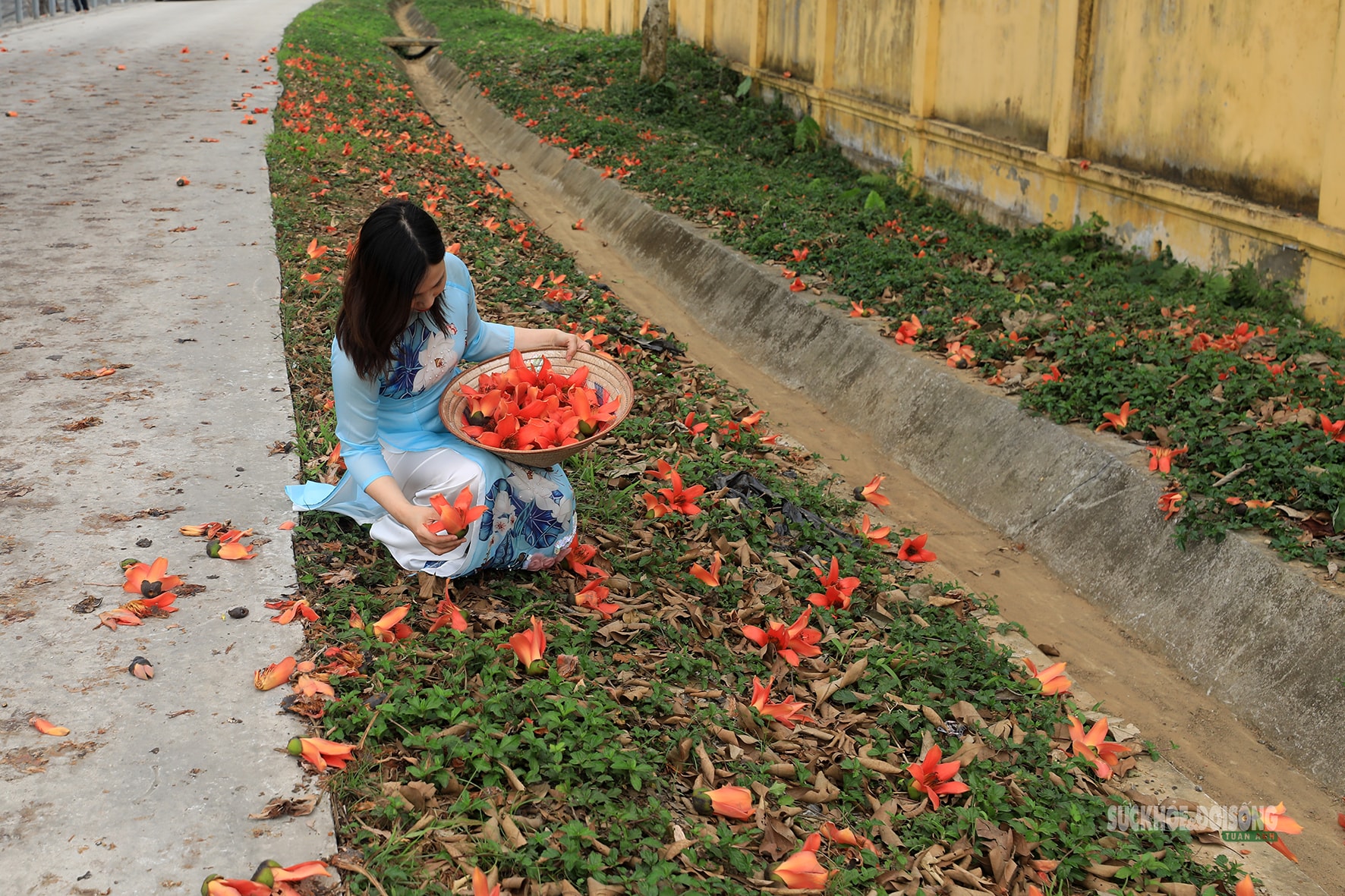 Sắc đỏ hoa gạo nhuộm thắm triền sông- Ảnh 8.