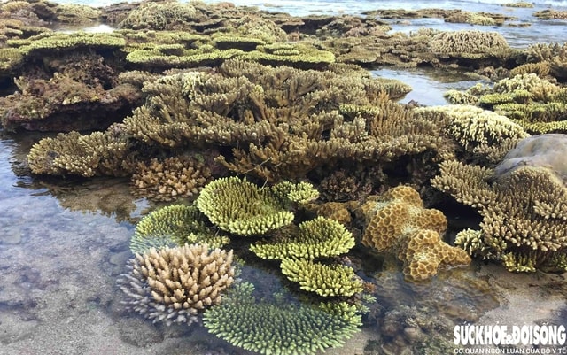 Đắm mình trong vẻ đẹp của Hang Rái- Ảnh 2.