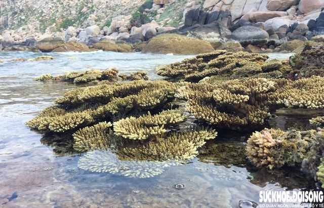 Đắm mình trong vẻ đẹp của Hang Rái- Ảnh 3.