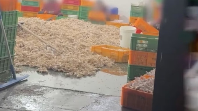 Cuộc điều tra của phóng viên CCTV phát hiện những đống chân gà tẩy trắng chất đống ngay trên nền xưởng sản xuất. Ảnh: CCTV