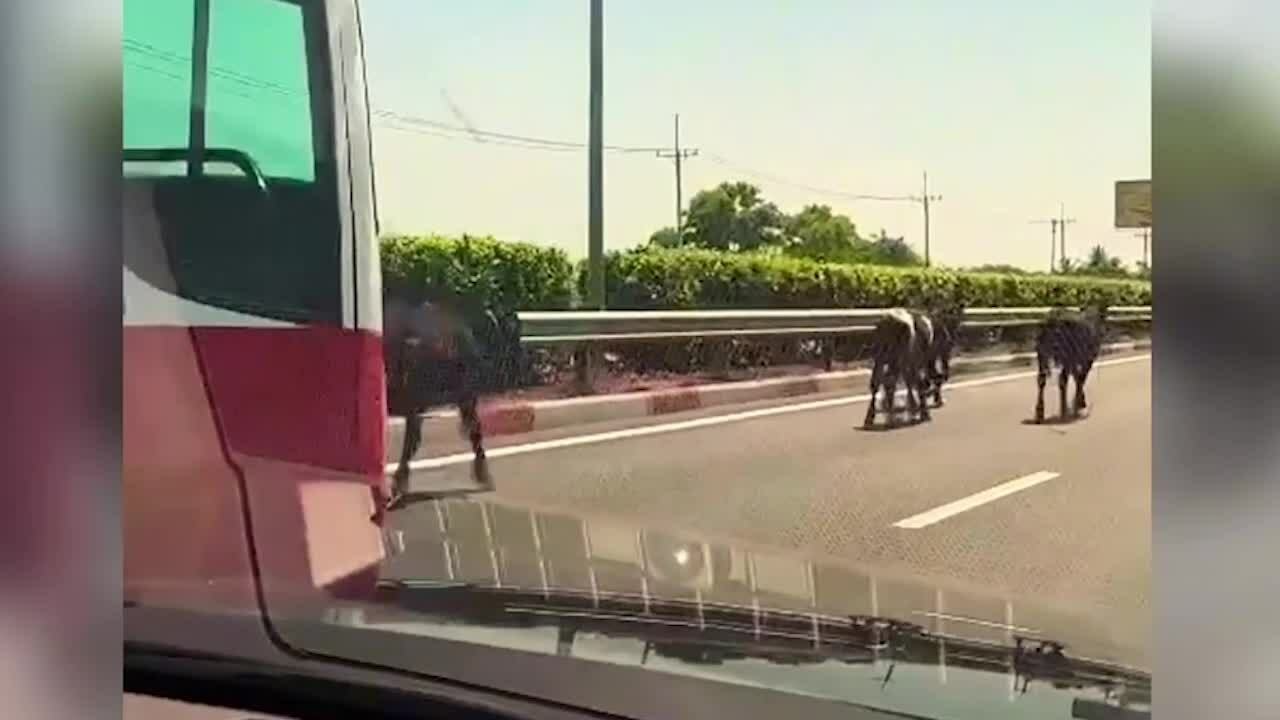 Đàn bò đi lạc vào cao tốc TP HCM-Long Thành