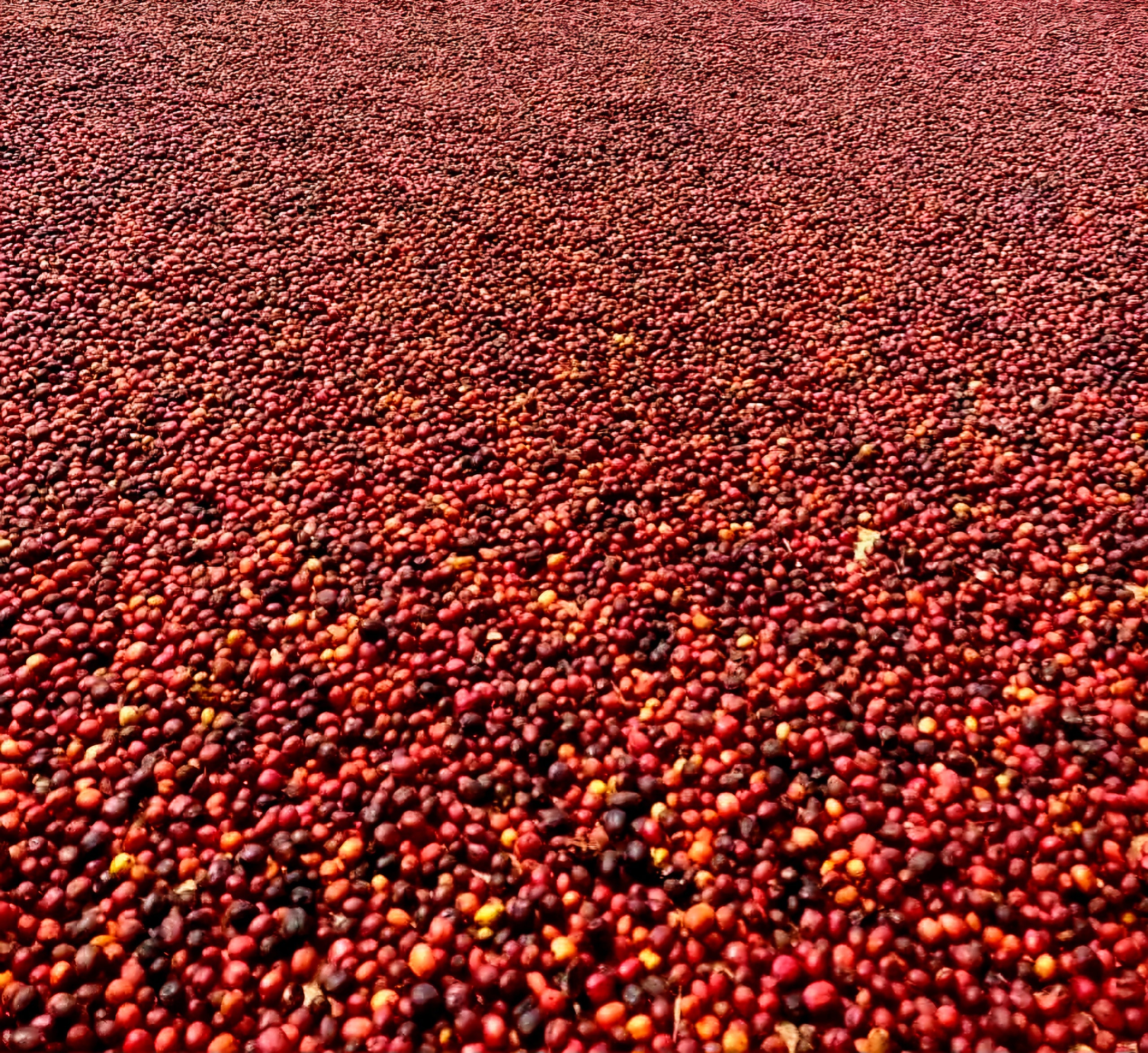 Cà phê Việt: Chẳng cần phải giống ai - Ảnh 5.