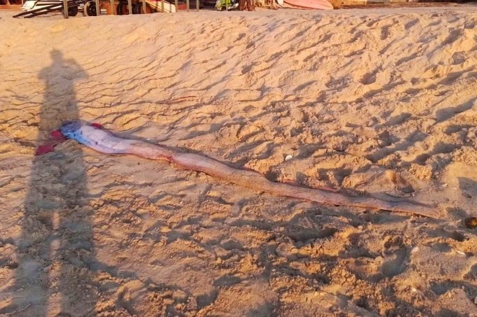 Con cá mái chèo dạt vào bờ biển Mũi Né, sáng 24/3. Ảnh: Nguyễn Rạng