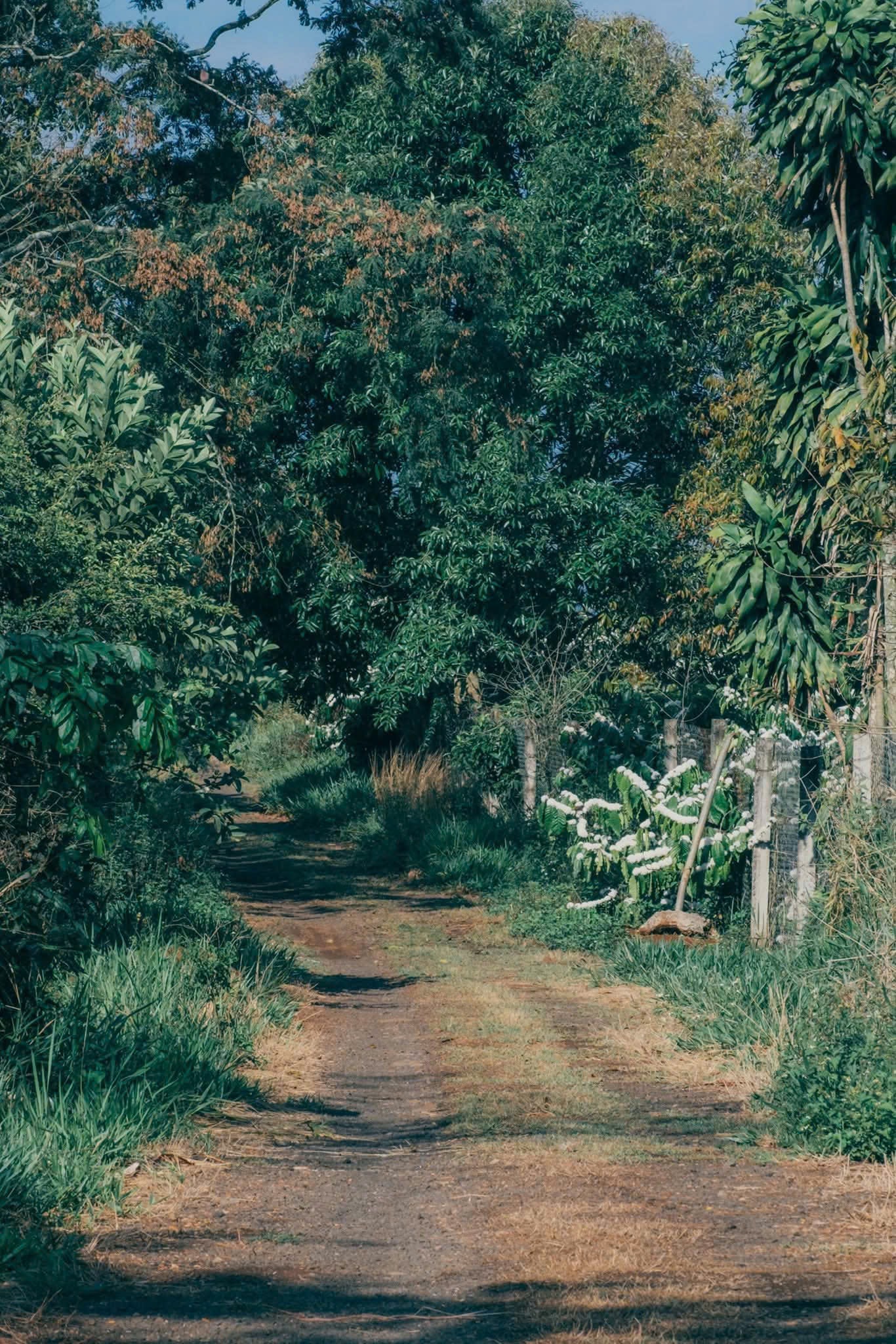 Ly đen không đá kéo tôi về với những thói quen - Ảnh 3.