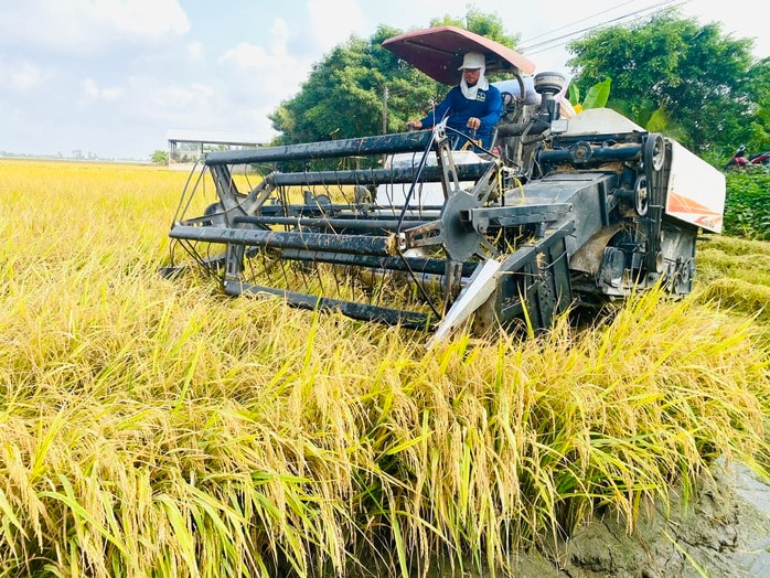 Giám sát giá lúa gạo năm 2026: Ngăn thương lái ép giá nông dân - Ảnh 3.