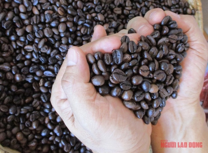 Giá cà phê hôm nay 24-3: Hạ nhiệt khi căng thẳng Trung Đông dịu lại - Ảnh 2.